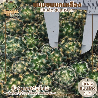 Mammillaria Schiedeana แมมขนนกเหลือง ไม้เมล็ด ต้นละ15บาท (สั่ง3ต้นขึ้นไป)