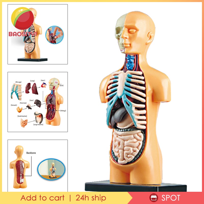 bao1-8-พร้อมสต็อก-ของเล่นโมเดลร่างกายมนุษย์-3d-เสริมการเรียนรู้วิทยาศาสตร์-3