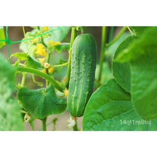 เมล็ดพันธุ์/เมล็ดพันธุ์ แตงร้านอมตะ (Cucumber Amata) 65 เมล็ด ปลูกง่าย ปลูกได้ทั่วไทยหมวก/​​กระโปรง/กางเกง/ดอกไม้/แอปเปิ