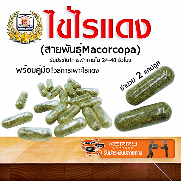 ไข่ไรแดง ไข่ไรแดงน้ำจืด สายพันธุ์ที่นิยมเลี้ยง มาโคโครปา(Macorcopa) เพาะเลี้ยงง่าย  การันตี!การฟัก 99.99% จำนวน 2 แคปซูล | Shopee Thailand