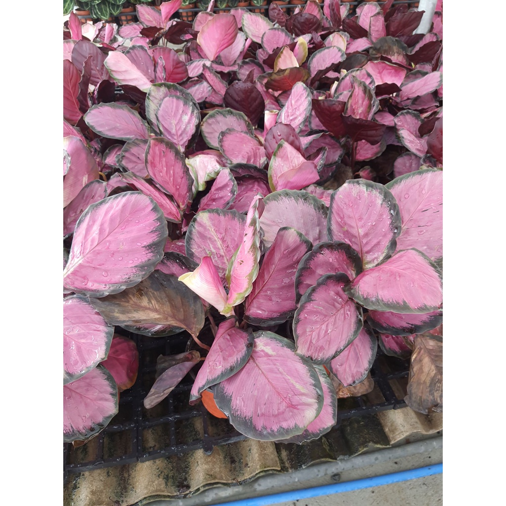 ต้น-คริมสัน-calathea-crimson-คล้ามีใบสีชมพู-กระถาง-5-นิ้ว-ไม้ฟอกอากาศ