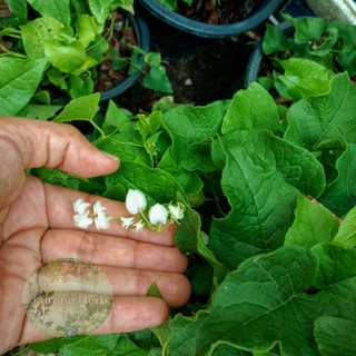 สินค้า เมล็ดดอกไม้กินได้ Edible Flowers พวงชมพู ดอกขาวAntigonon leptopus 10เมล็ด 20บาท