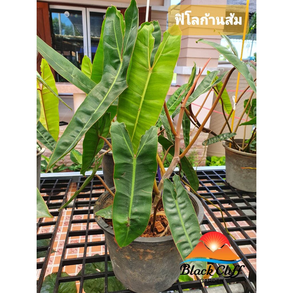 ฟิโลก้านส้ม-philodendron-billietiae-สูง-50-ซม-พุ่มหนาสวย-สวนเขาหมาก