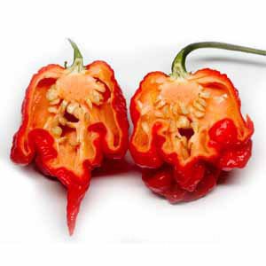 ขายดี-สวนครัว-ขายดี-สวนครัว-พริกเผ็ดที่สุดในโลกถูกที่สุด-9-บ-3-เมล็ด-carolina-reaper-ปล-อ-อินทรีย์-คละ-สวนครัว-ดอก