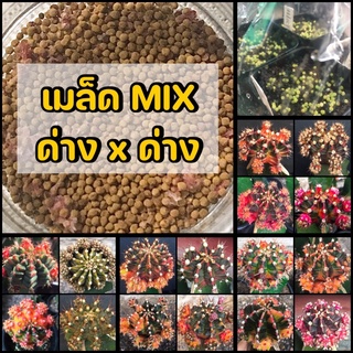 เมล็ดยิมโนด่างมิกซ์ ต้นพ่อด่าง x ต้นแม่ด่าง เมล็ดละ 1 บาท‼️‼️‼️ (แถมให้เกินที่สั่งแน่นอนจ้าาา)