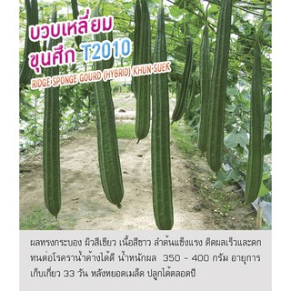 เมล็ดพันธุ์ บวบเหลี่ยม บวบ ขุน- Sponge Gourd Khun Suek ตราดอกแตง เมล็ดพั（นี่มันเมล็ดพืช ไม่ใช่พืช!）