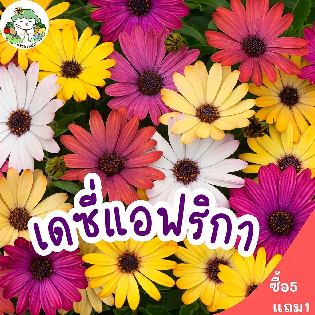เมล็ดพันธุ์ เดซี่แอฟริกา คละสี Mixed African Daisy เมล็ดพันธุ์นำเข้าแท้ ...