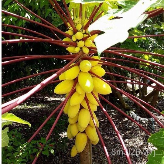 อินทรีย์-ต้น-ดอก-มะละกอเหลืองกระบี่ถูกที่สุด15บ-เมล็ดพันธุ์มะละกอเหลืองกระบี่5-20-เมล็ดปลูกง่ายทานอร่อยผลสีสวยต้นเต-kmv