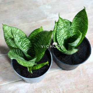 PLANTS l SNAKE PLANT l ลิ้นมังกรเขียวใบสั้น l ไม้ฟอกอากาศ