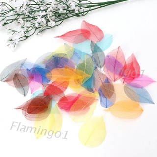 flgo* 50 Pcs Mixed Color Natural Skeleton Leaves Pressed Flower for Jewelry Making