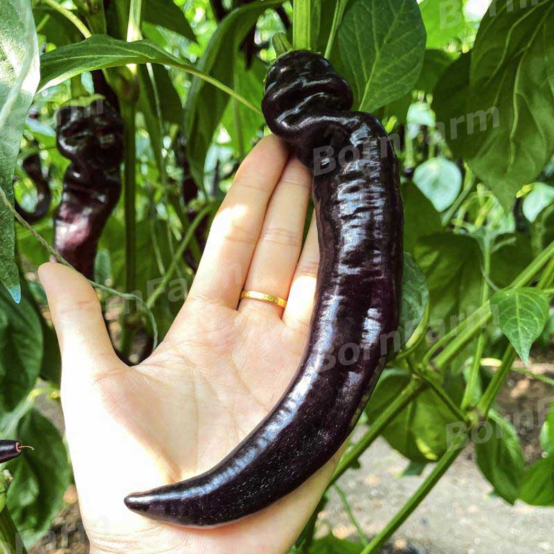 เมล็ดพริกชี้ฟ้าม่วงดำ-เมล็ดพันธุ์พริกชี้ฟ้าดำ-20เมล็ด-purple-black-chili-spur-pepper