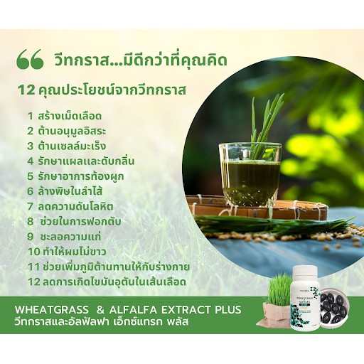 ภาพสินค้าผักเม็ด เสริมภูมิคุ้มกัน Wheatgrass & Alfalfa Extract Plus จากร้าน marketthink บน Shopee ภาพที่ 5