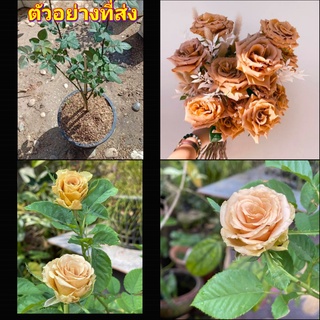 (1ต้น) ดอก ต้น กุหลาบ Toffee rose ทอฟฟี่ กุหลาบสีน้ำตาล buncha