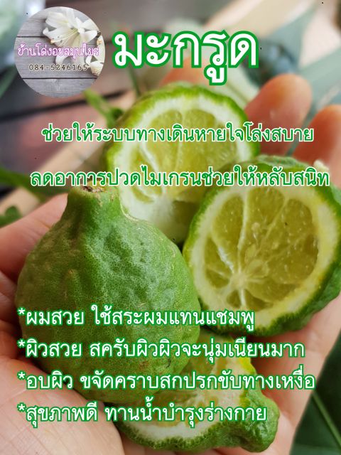 ครีมหมักแซมพูมะกรูดสดสูตรโบราณ-รักษาชันนะตุ-ขจัดรังแค-รักษาเชื้อราบนหนังศีรษะ