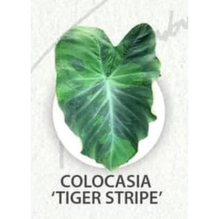 Colocasia Tigher Stripe (บอนโคโลคาเซิยหัวใจแห้งป่า)