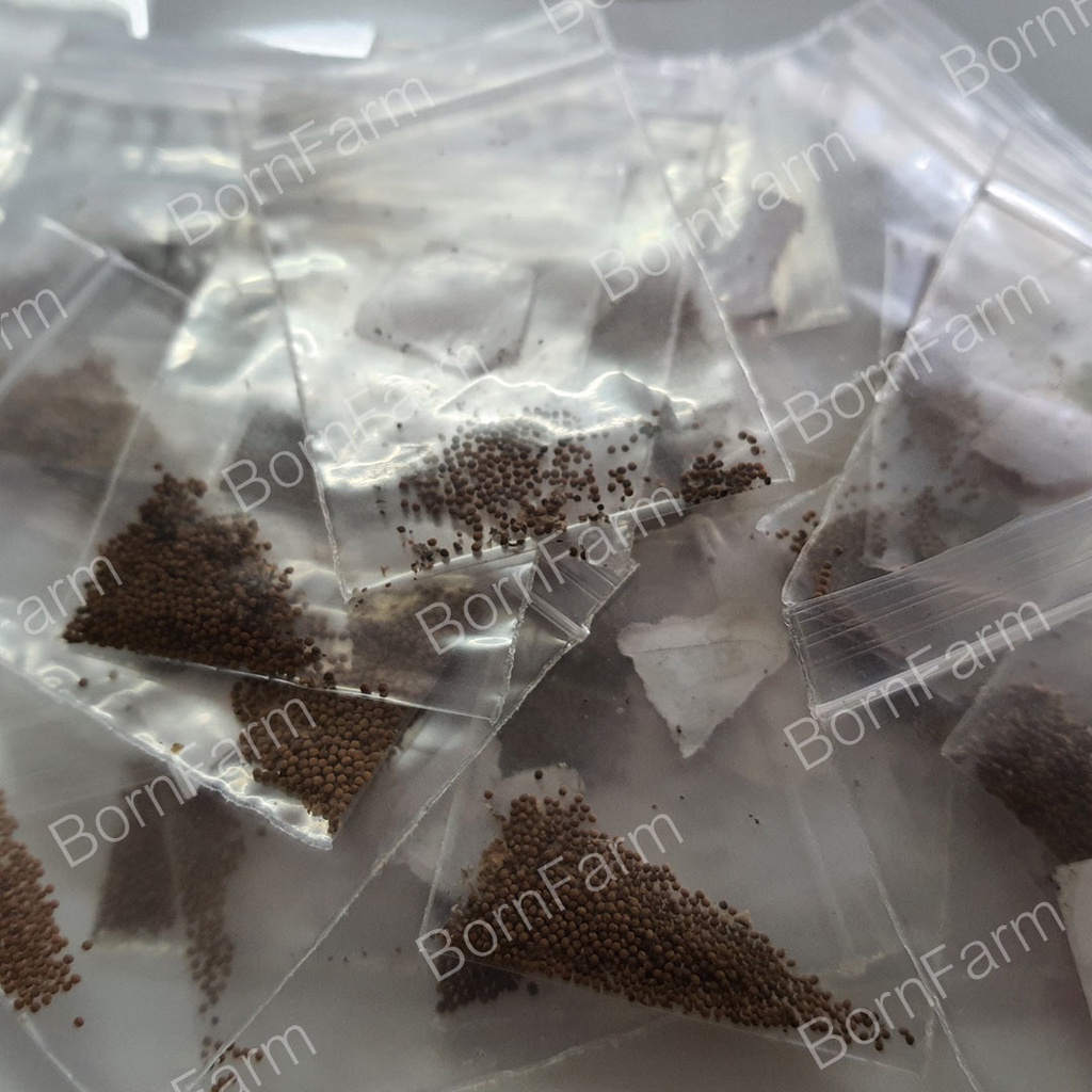โปร-50เมล็ด-15บาท-ยิมโนด่างหลากหลาย-multi50-มิกซ์-gymno-multicolor-mix-seeds