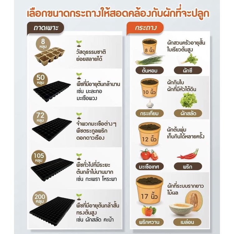 เมล็ดพันธุ์พริกหวานหลากสี-20เมล็ด-อัตราการงอก95-ปลูกง่าย-แถมฟรี-เมล็ดผักทุกออเดอร์