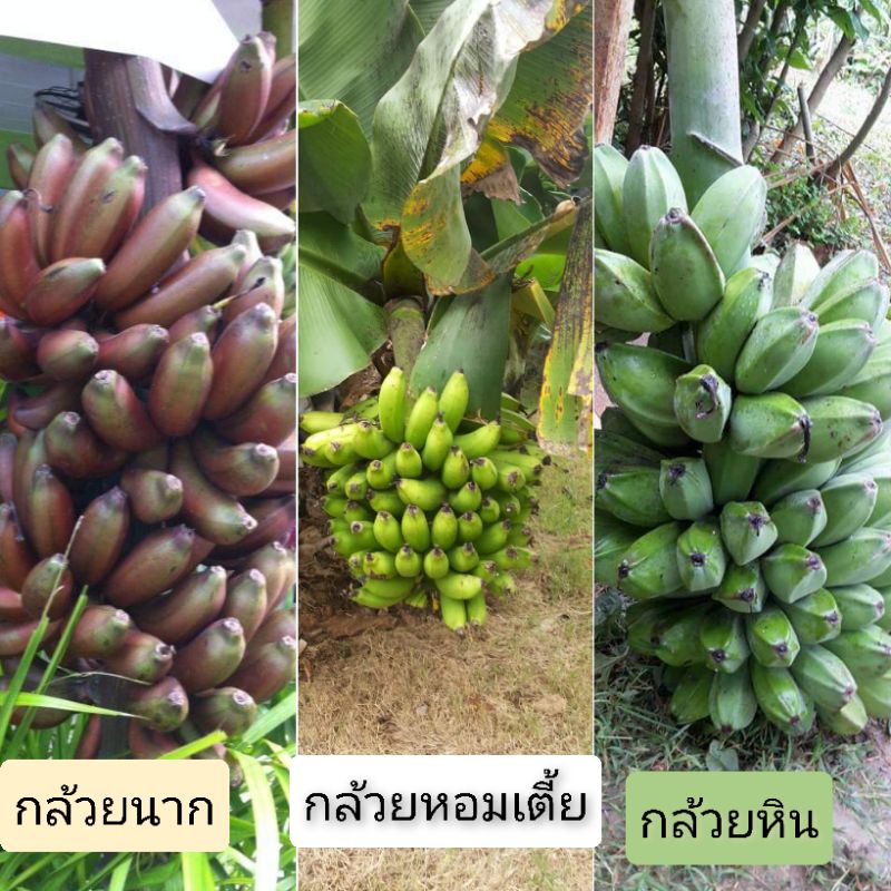 กล้วยหายาก-3-ชนิด-กล้วยนาก-กล้วยหอมเตี้ย-กล้วยหิน-กล้วยแปลก-กล้วยหายาก-กล้วยสะสม