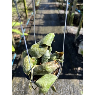 hoya imbricata maxima