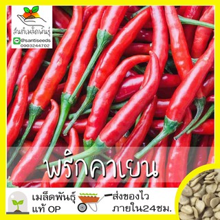 เมล็ดพันธุ์ พริกคาเยน มล็ด Long Red Cayenne Pepper เมล็ดพันธุ์แ นำเข้าจากต่างประเท50 เมล็ด (ไม่ใช่พืชที่มีชีวิต)