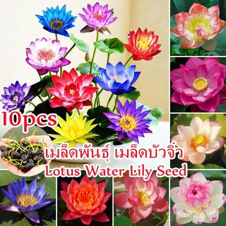 （เมล็ดพันธุ์ ถูก คละ）Lotus Water Lily Seed 10 Pcs Bonsai Mini Bowl Lotus Flower Seed บอนสี ต้นไม้มงคล บัวจิ๋วญี่ปุ่น ต้น