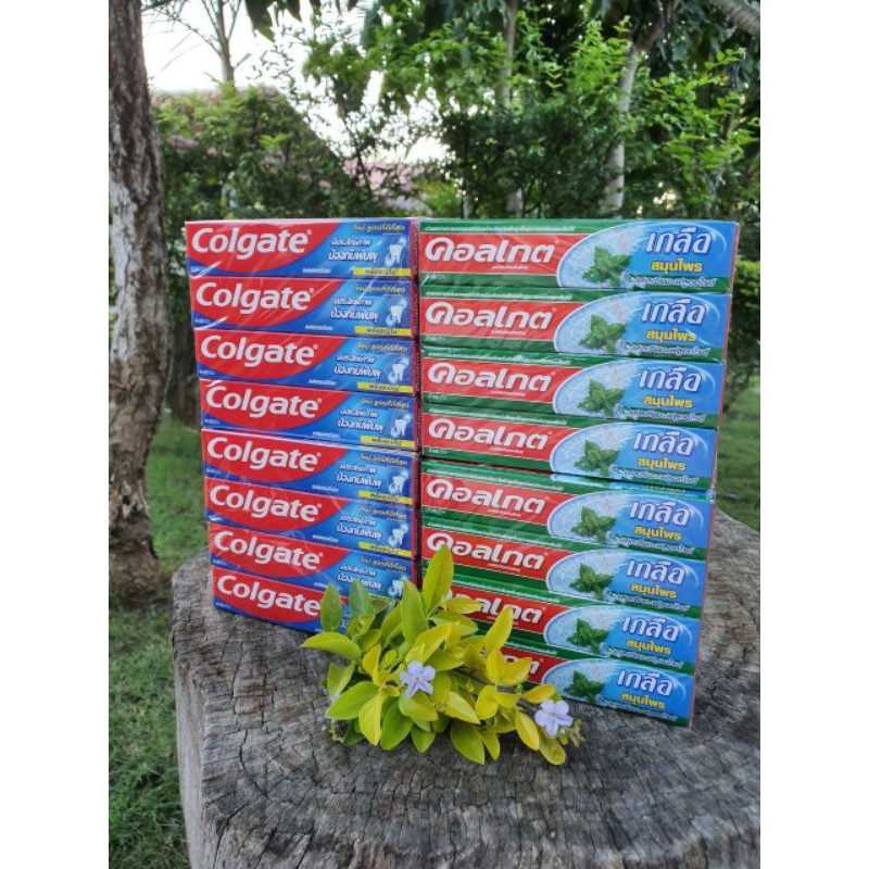 ภาพหน้าปกสินค้าโปรลดพิเศษ Colgate ยกแพค ยาสีฟันคอลเกต ขนาด 30-35กรัม ยกแพค12หลอด ราคาพิเศษ