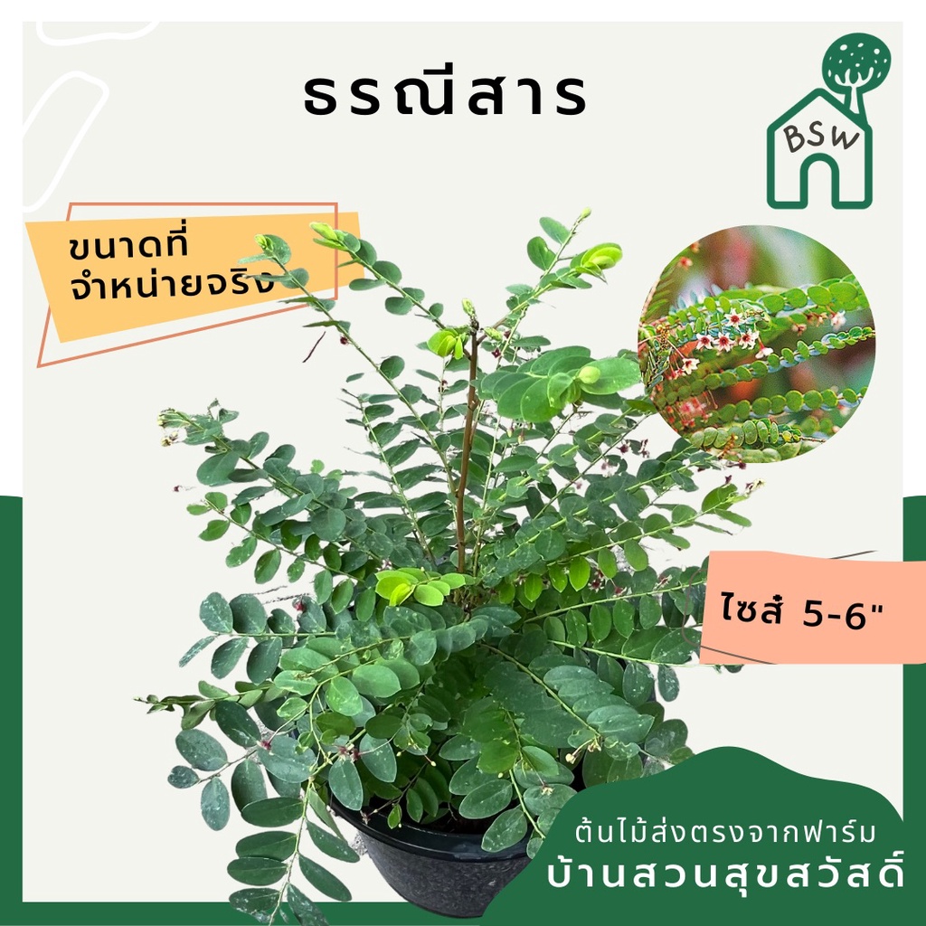 ธรณีสาร-ไม้สมุนไพร-ช่วยขับลม-เชื่อว่าเป็นไม้ศักดิ์สิทธิ์