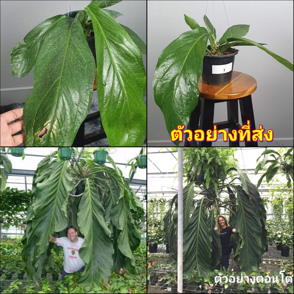 1ต้น-ต้น-หน้าวัวบิ้กบิว-anthurium-big-bill-หน้าวัวใบยักษ์บิ๊กบิว-หน้าวัวใบยักษ์-ต้นหน้าวัวใบยักษ์-บิ้กบิว-ไม้ฟอกอากาศ