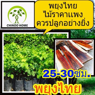 สินค้า ต้นพยุงไทย 25-30ซม. ต้นไม้ตาย เคลมฟรี ทุกต้น เฉพาะ ระหว่างขนส่ง เท่านั้น ต้นพยุง พยุง เป็นไม้ราคาเเพง
