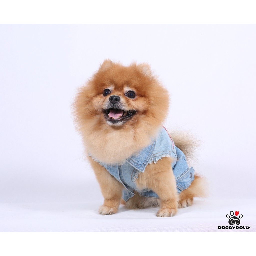 petcloths-doggydolly-เสื้อผ้าแฟชั่น-สัตว์เลี้ยง-หมาแมว-ยีนส์-jacket-แฟชั่นหมา-ขนาดไซส์-1-9-โล-dj034