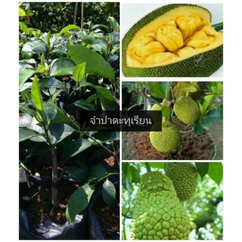 ขาย-ต้นพันธุ์-ต้น-จำปาดะทุเรียน-cempedak-durian-ทุเรียน-เบนซ์