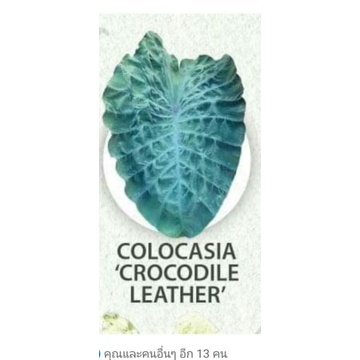 colocasia-crocodile-ไซร์xl-ใหญ่