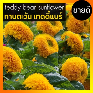 [ 50เมล็ด+ ] เมล็ดพันธุ์ ทานตะวัน เท็ดดี้แบร์ ทานตะวันแคระ Teddy Bear Sunflower เมล็ดทานตะวัน ซันโกลด์ (Sungold)