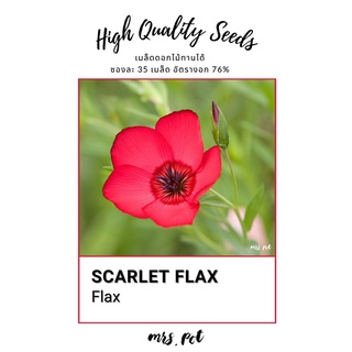 เมล็ดดอกไม้กินได้ Scarlet Flax