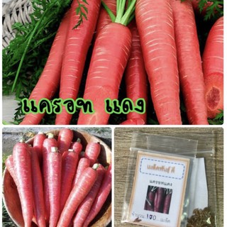 เมล็ดพันธุ์ แครอทสีแดง 500 เมล็ด Red carrot แครอทแดง ✅ราคาถูก🪴ปลูกง่าย50 เมล็ด (ไม่ใช่พืช)