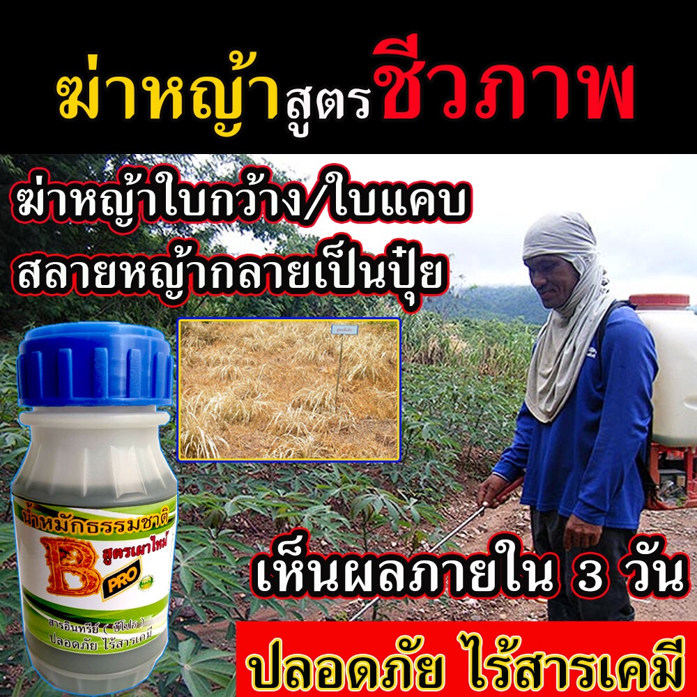 น้ำหมักธรรมชาติ-เห็นผล100-สารกำจัดวัชพืช-สูตรชีวภาพ-สารกำจัดหญ้า-ไร้สารเคมี-กำจัดหญ้าใบแคบ-กำจัดหญ้าใบกว้าง-ยาฆ่าหญ้าแพ