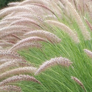 ภาพหน้าปกสินค้า🌾เมล็ดพันธุ์“หญ้าน้ำพุ” หญ้าประดับสุดฮิต เพิ่มความพลิ้วไหว ละมุนละไมให้สวน ที่เกี่ยวข้อง