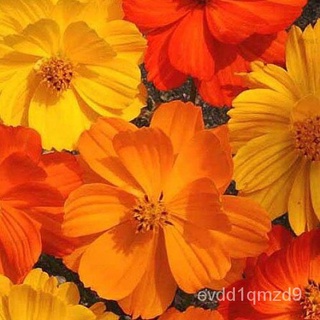 ดาวกระจาย ส้ม เหลืองถูกสุด10 บ.เมล็ดพันธุ์ดาวกระจาย ส้ม เหลือง 30 เมล็ดงอกง่าย ออกดอกเร็วดอกดกมากMixesculentumKalePurity