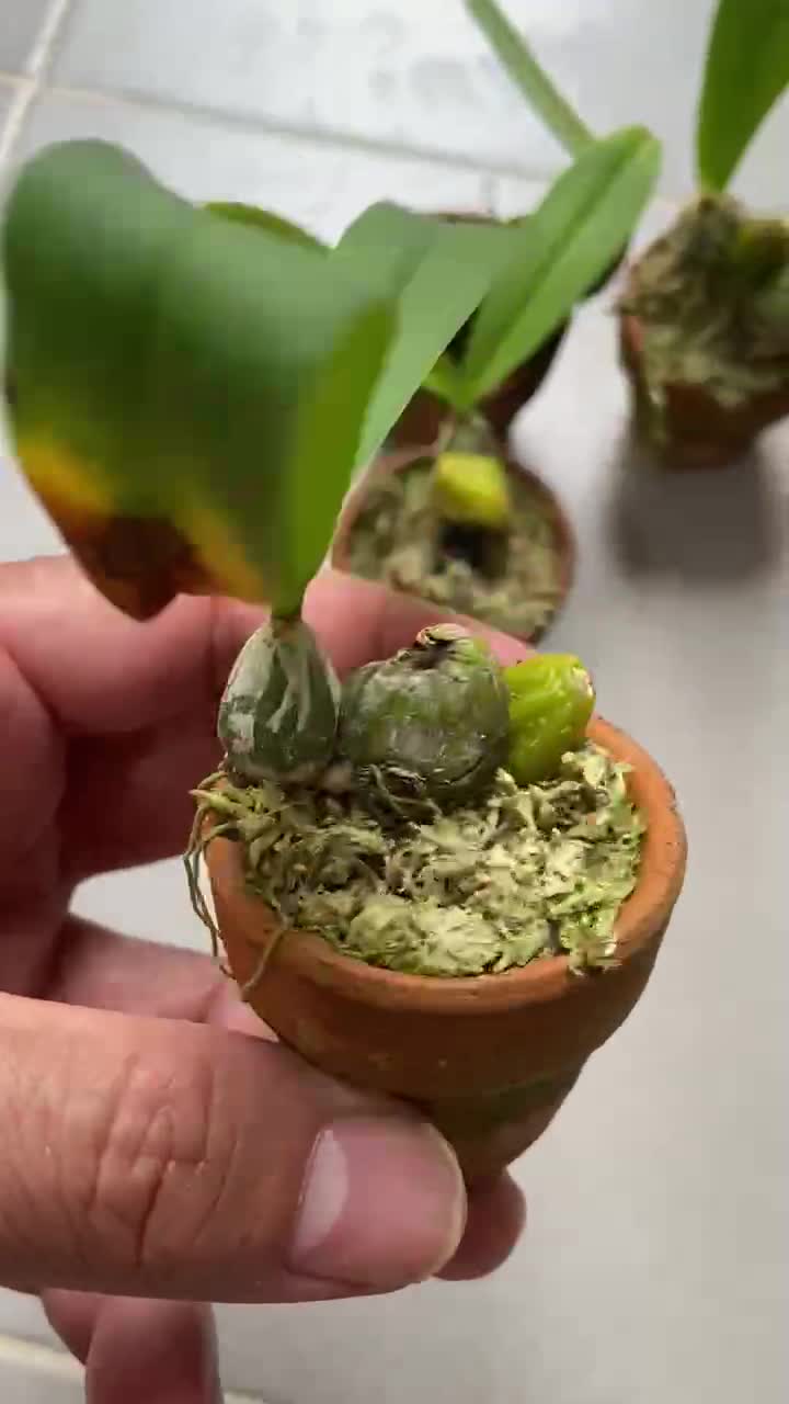 กล้วยไม้สิงโตพันธุ์แท้ขนตาขาว-bulbophyllum-comosum