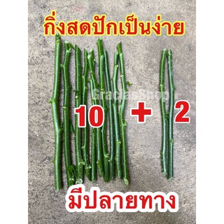 กิ่งสดคะน้าเม็กซิโก หรือมะละกอกินใบ หรือต้นผงชูรสค่ะ 10 กิ่ง แถม 2 มีปลายทาง