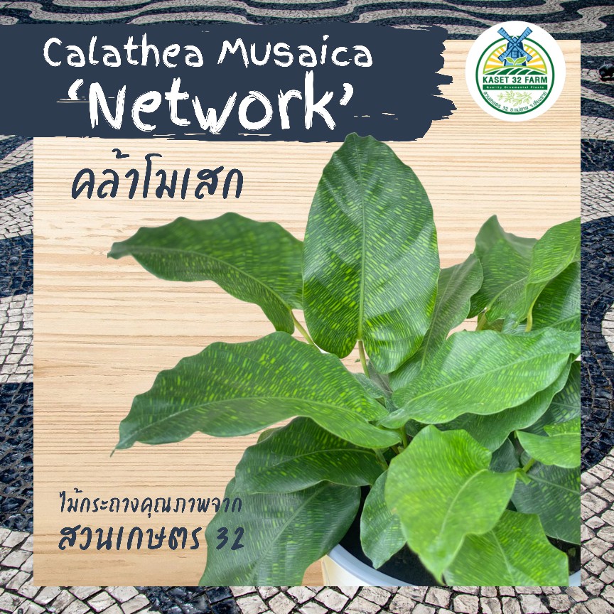 ภาพหน้าปกสินค้าคล้าโมเสก (Calathea Musaica 'Network') : ขนาดกระถาง 5 นิ้ว (คล้า 23)