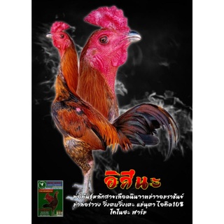 สินค้า ไข่เชื้อไก่ชนสายเลือดนินจาพม่าจอมราชันย์VIPรับประกันแท้100%