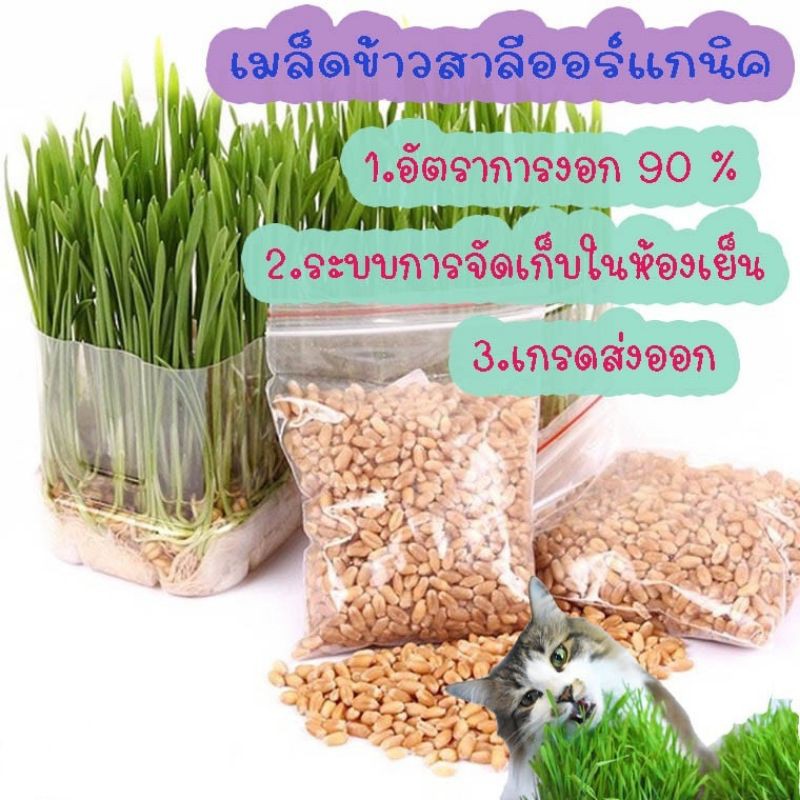 เมล็ดข้าวสาลีแมว-20-กรัม-ข้าวสาลีwheat