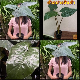 (1ต้น) ต้น อโลคาเซีย ยูคาตัน ปริ้นเซส Alocasia Yucatan Princess / สวนต้นไม้ตายาย