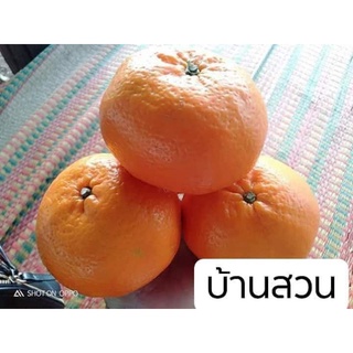 ต้นส้ม พันธุ์เมอร์คอร์ทแมนดาริน