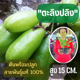 เปรี้ยวจัดจี๊ดๆ ตะลิงปลิง จัดเซ็ท2ต้น รสเปรี้ยวลูกดก (ขนาดเล็ก) สูง15ซม. ต้นพันธุ์พร้อมปลูก ต้นพร้อมส่ง