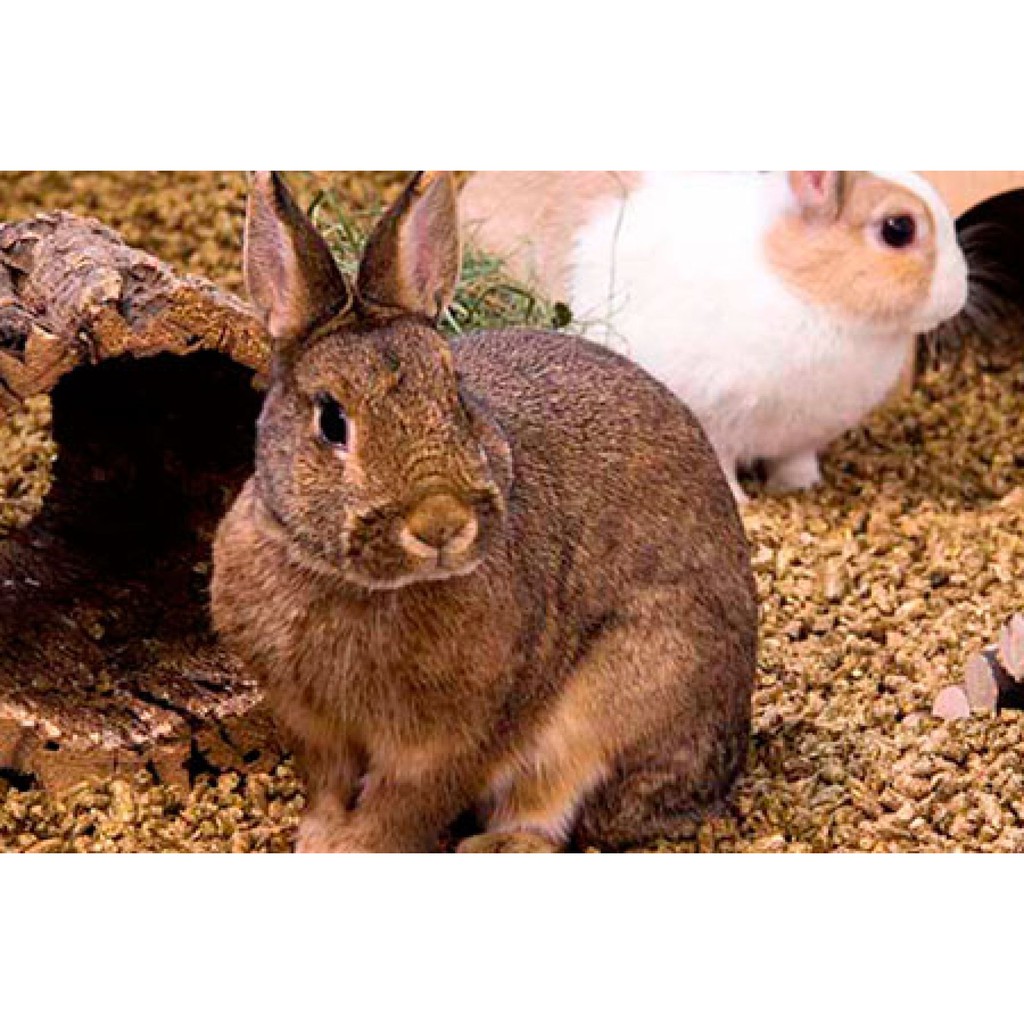 ภาพสินค้าLinum Bunnynature วัสดุรองกรงเกรดพรีเมี่ยม 35 ลิตร จากร้าน bunnyvilla บน Shopee ภาพที่ 7