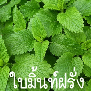 ใบมิ้นท์ฝรั่ง🎯ถูกที่สุด10 บ.📌เมล็ดพันธุ์ใบมินท์ฝรั่ง  เมล็ด🎈งอกง่าย🌱โตไว☘️พุ่มใหญ่50 เมล็ด (ไม่ใช่พืชที่มีชีวิต)