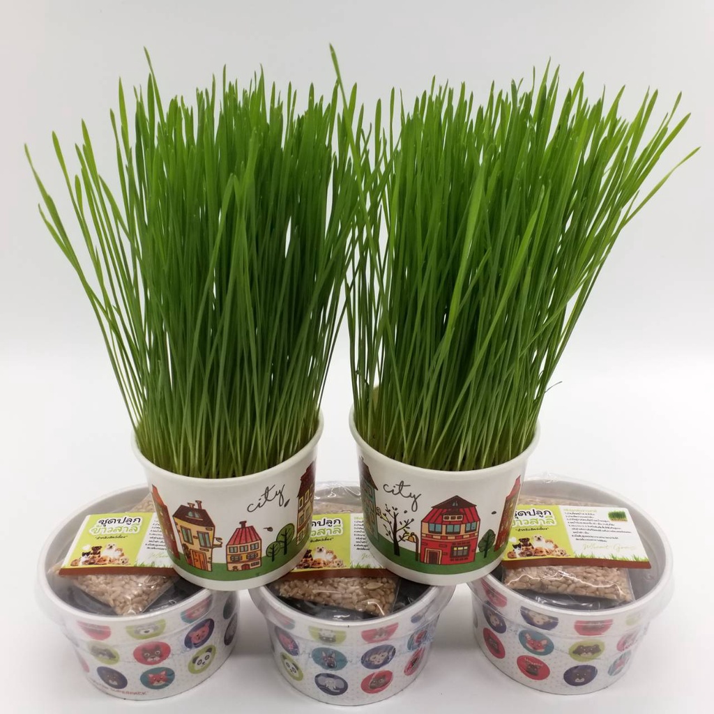 wheat-grass-ชุดปลูกข้าวสาลี-สำหรับสัตว์เลี้ยง