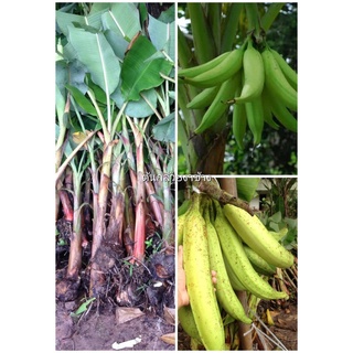 กล้วยงาช้าง ไม้มงคล กล้วยโบราณ ทานสด รสชาติจะออกเปรี้ยวนิดๆ เหมาะสำหรับการแปรรูป ต้นละ 249 บาท